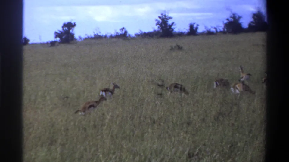 Antelope-like animals appear scattered in a grassy field, with soft 8mm color and a distant tree line in the 1969 Lagos-labeled clip.