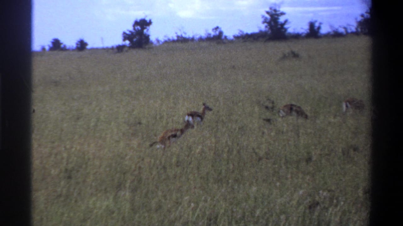 1969 Lagos home-movie frame showing several antelope grazing in a grassy field beneath a pale sky.