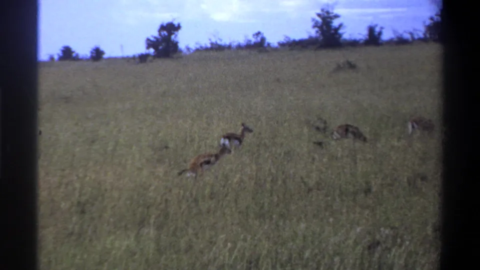 1969 Lagos home-movie frame showing several antelope grazing in a grassy field beneath a pale sky.