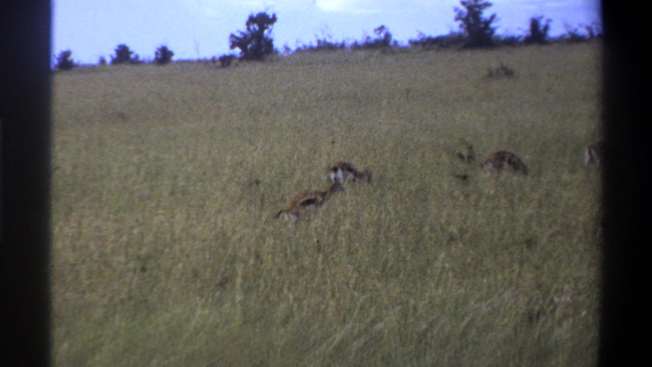 Antelope spread across a grassy field below a tree-lined horizon.