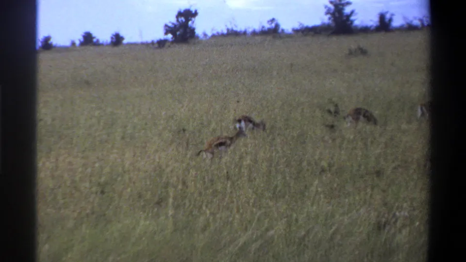 1969 Lagos 8mm frame with antelope partly obscured by tall grass in an open field.