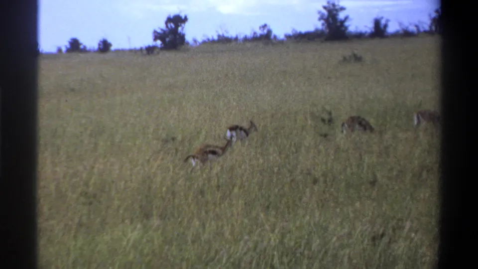 1969 Lagos home-movie still showing antelope grazing low in tall grass with dark scan borders.