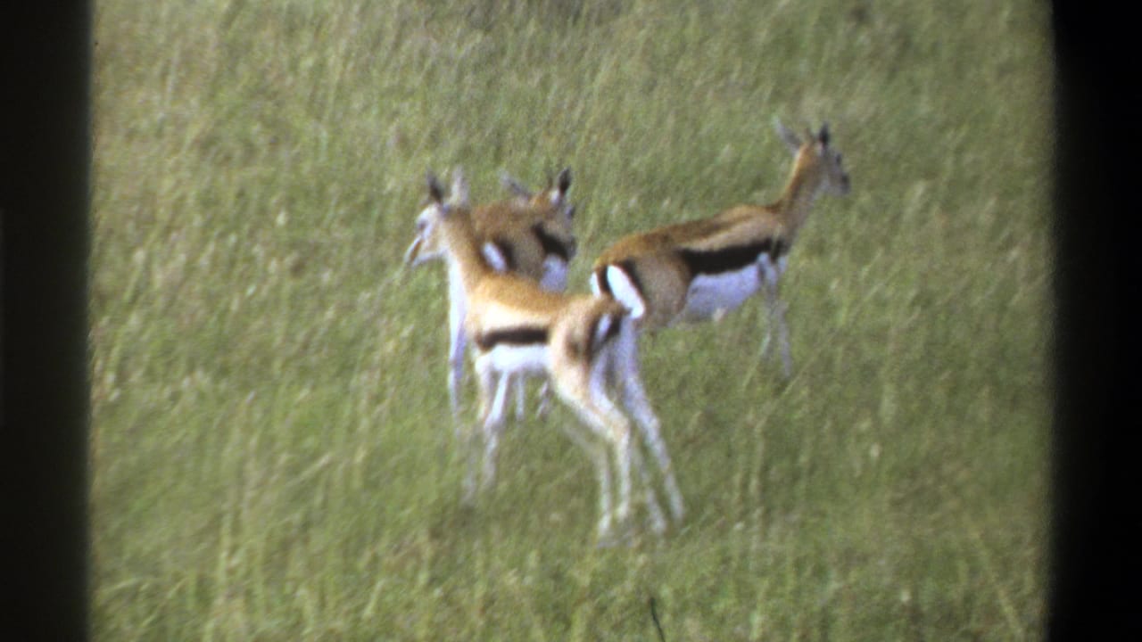 Three small antelopes or gazelles stand in grassy terrain in stated 1969 Lagos, Nigeria home-movie footage.