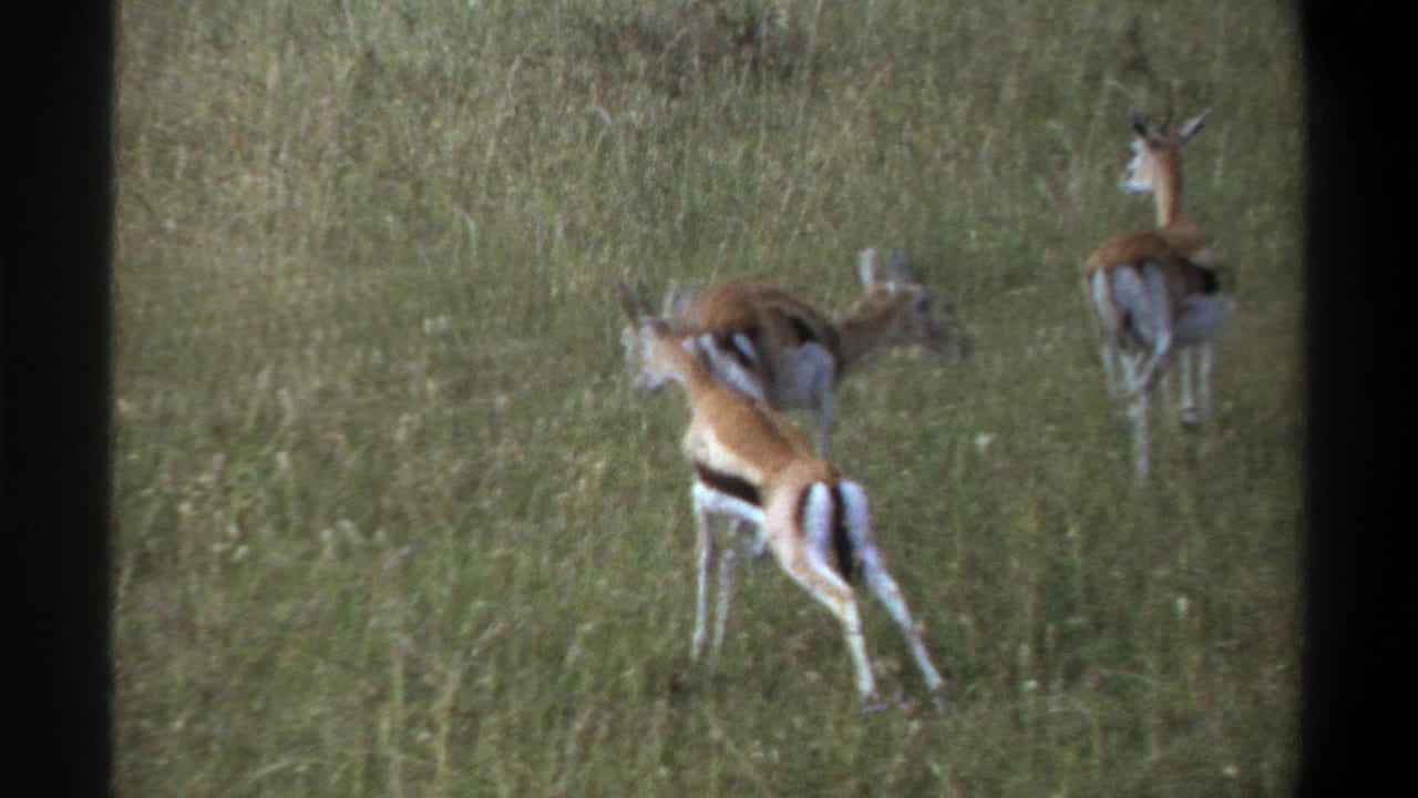 Antelopes moving through grass, one facing right near the edge of the frame.