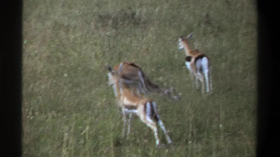 Two antelope-like animals are visible in soft-focus grassland footage from the stated 1969 Lagos, Nigeria clip.