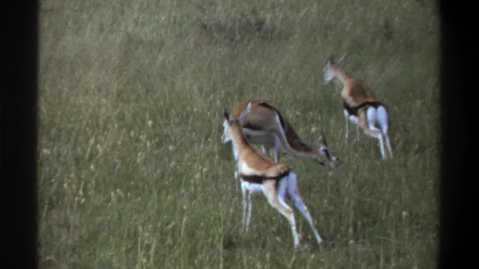 Two small antelopes appear in tall grass, one bending down, in stated 1969 Nigeria 8mm footage.