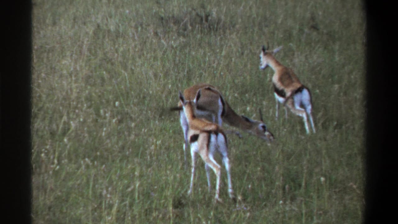 1969 Lagos home-movie frame showing three young gazelle-like antelope in tall grass, with one grazing and another facing away.