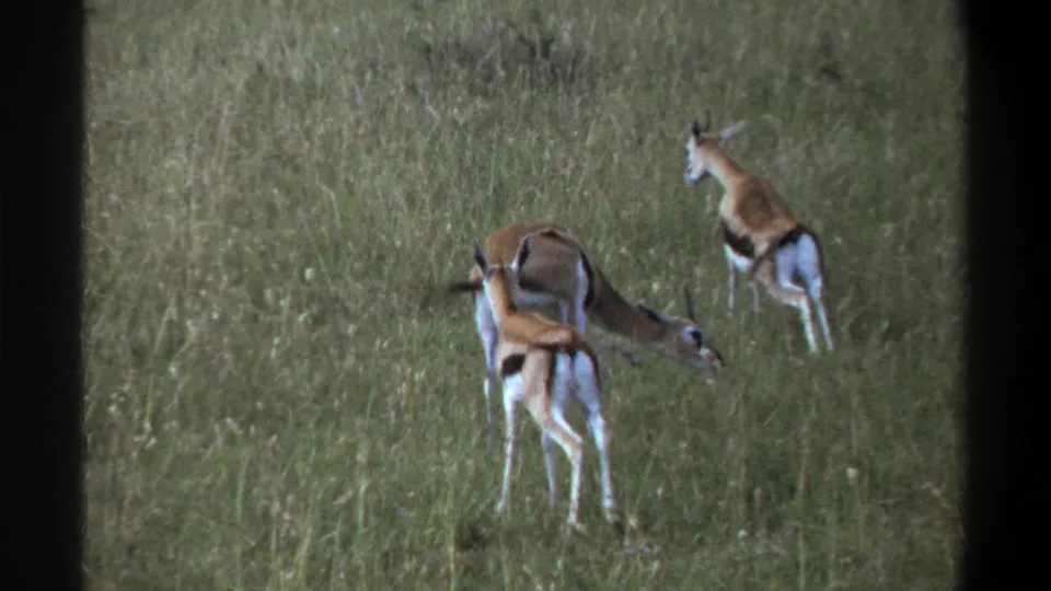1969 Lagos home-movie frame showing three young gazelle-like antelope in tall grass, with one grazing and another facing away.