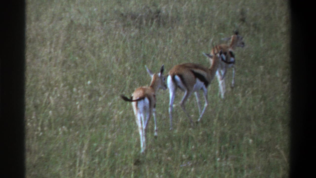 1969 Lagos frame of three gazelle-like antelope moving through tall grass, their black flank markings visible in the soft 8mm image.