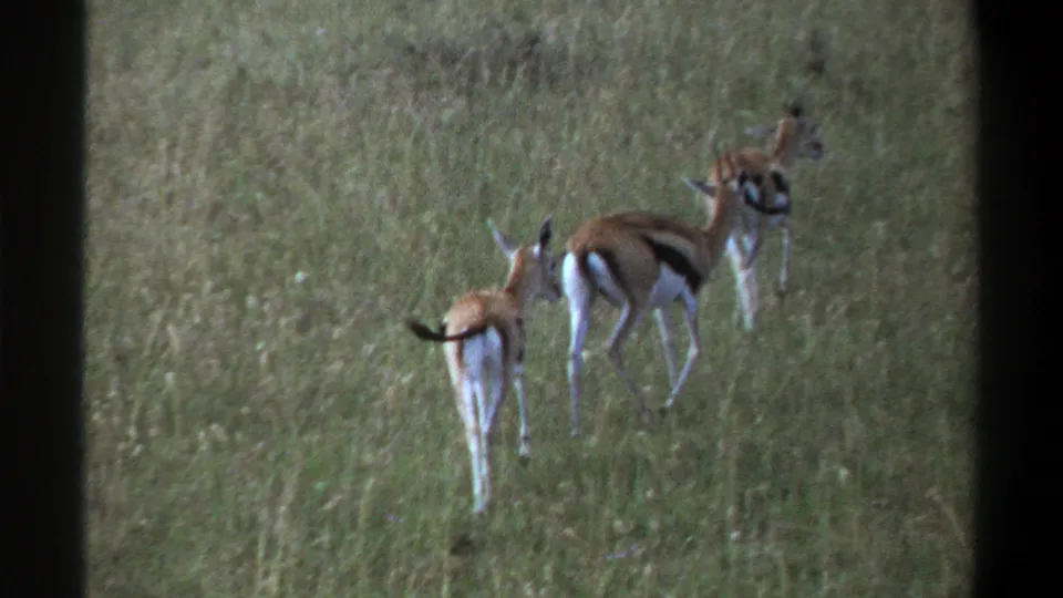 1969 Lagos frame of three gazelle-like antelope moving through tall grass, their black flank markings visible in the soft 8mm image.