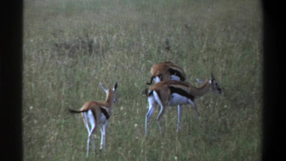 1969 Lagos home-movie frame showing three young antelope close together in grass, two lowering their heads as if grazing.