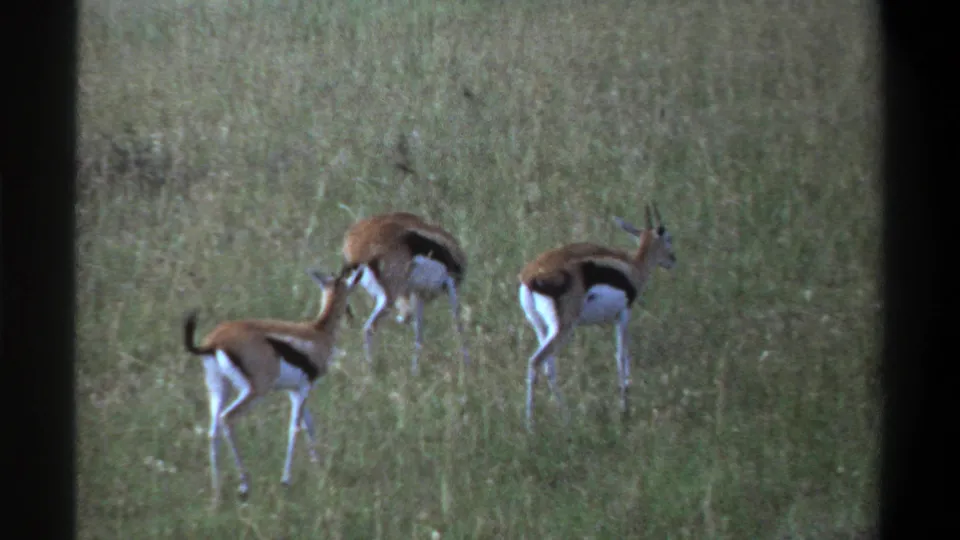 1969 Lagos frame showing three gazelle-like antelope spread across tall grass, with one at left and two grazing to the right.