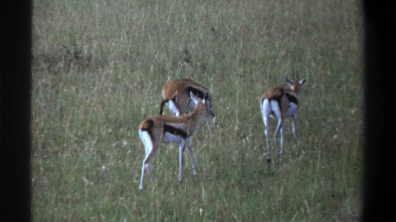 1969 Nigeria home-movie frame showing three gazelles in tall grass, their brown-and-white coats visible as they graze.