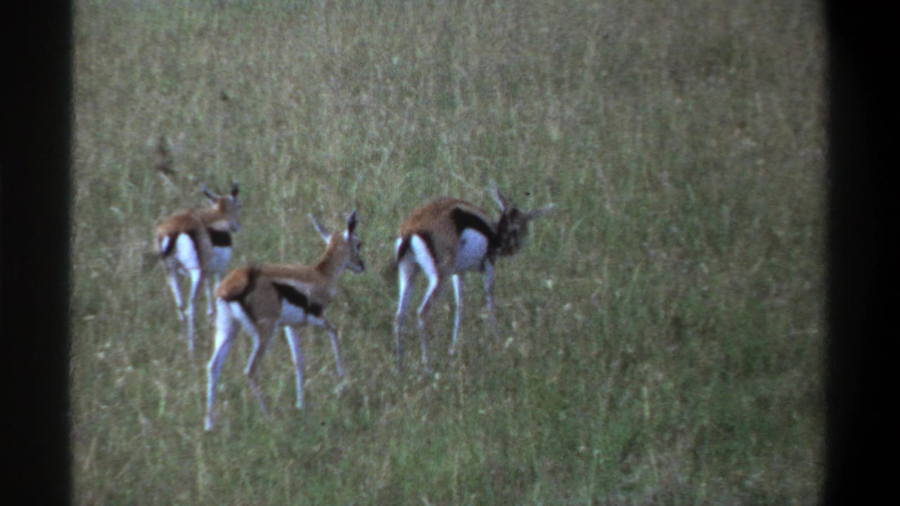 1969 Nigeria 8mm frame with a small group of gazelles grazing and standing in tall green grass.