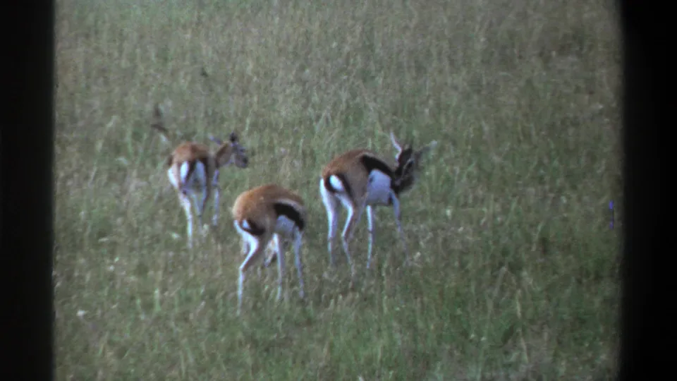 1969 Nigeria home-movie frame showing three gazelles grazing close together in a grassy savanna-like field.