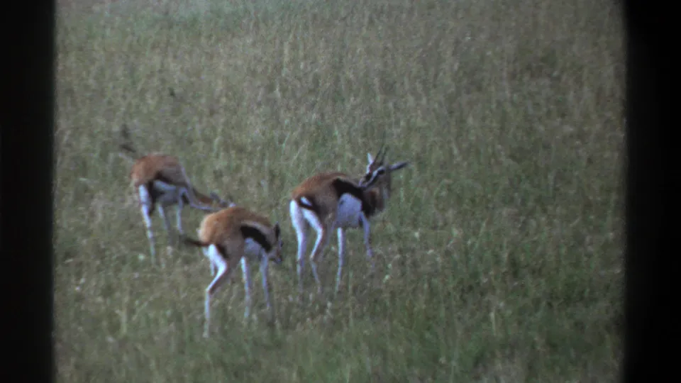 1969 Nigeria 8mm frame of three gazelles grazing in tall grass, with one horned animal turned to the right.