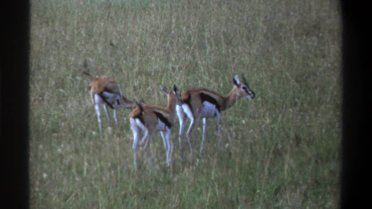 Several gazelle-like antelope stand and graze in tall green grass.