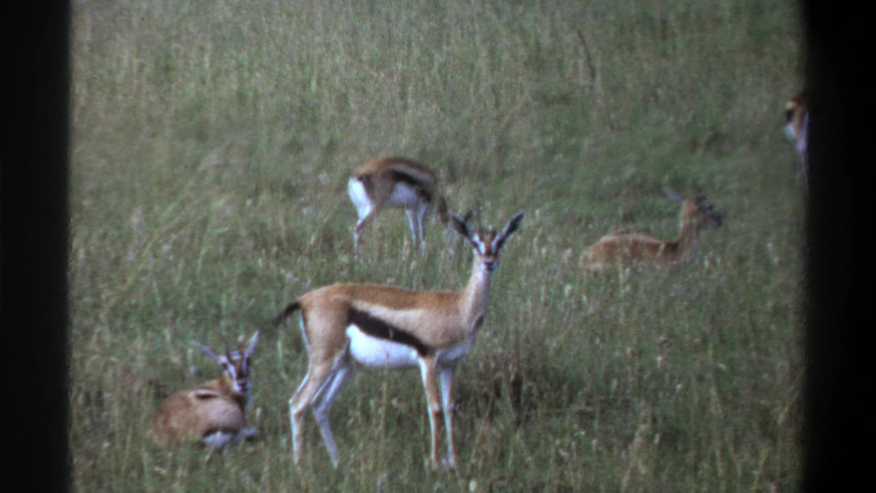 1969 Lagos-area 8mm frame with a standing gazelle-like antelope, resting animals, and tall grassland behind.