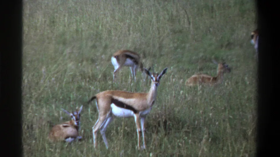 1969 Lagos-area 8mm frame with a standing gazelle-like antelope, resting animals, and tall grassland behind.