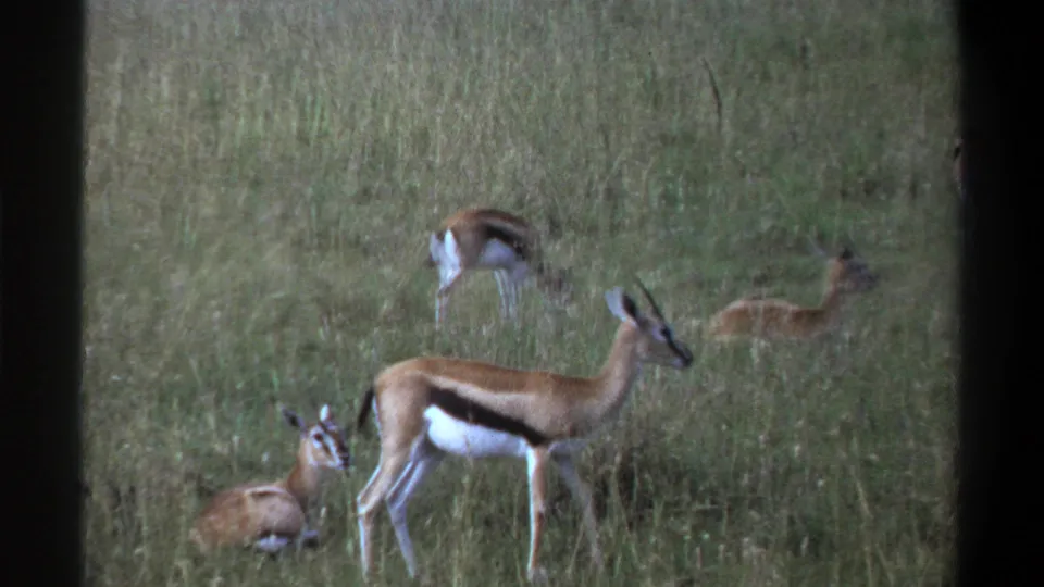 1969 Lagos-area 8mm frame showing gazelle-like antelope at different distances in tall grass.
