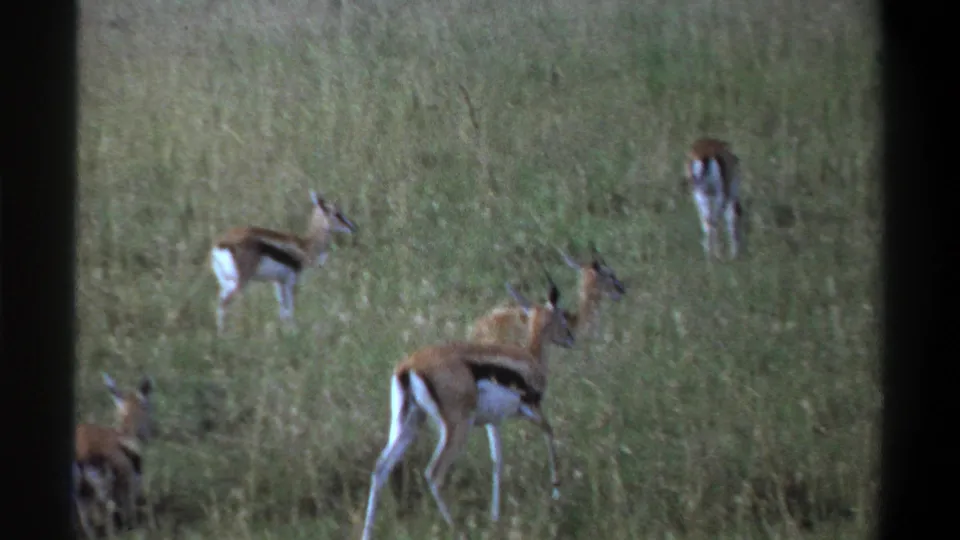 1969 Lagos-area 8mm frame showing gazelle-like antelope moving through grass, partly obscured by framing and distance.