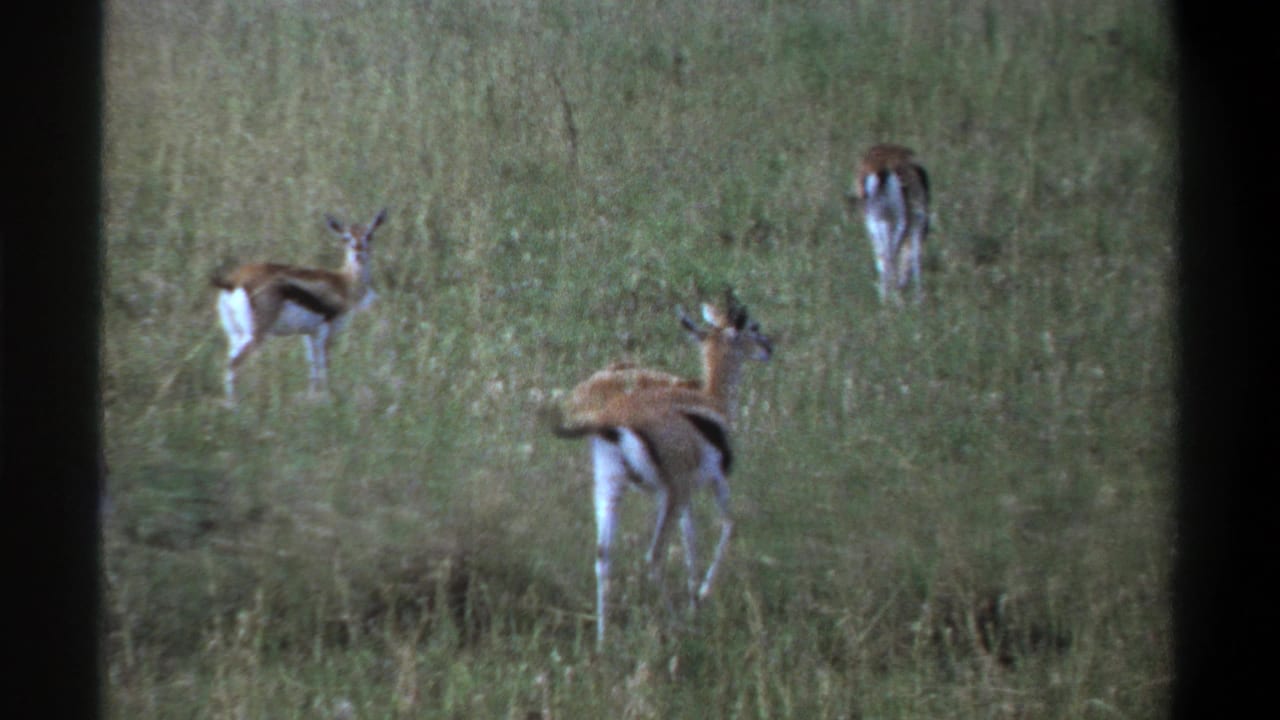 1969 Lagos, Nigeria 8mm frame showing several antelopes in tall grass, some grazing while one faces away from the camera.