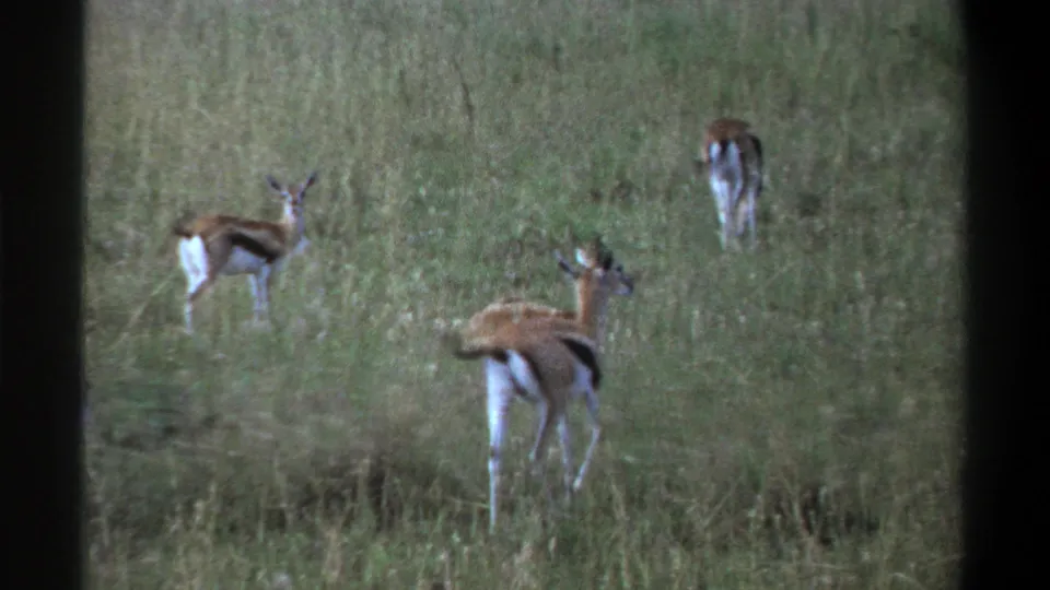 1969 Lagos, Nigeria 8mm frame showing several antelopes in tall grass, some grazing while one faces away from the camera.