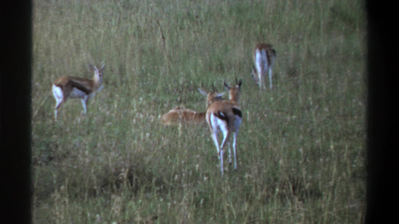 1969 Lagos, Nigeria 8mm frame with antelopes grazing in tall grass, including one nearer animal seen from behind.