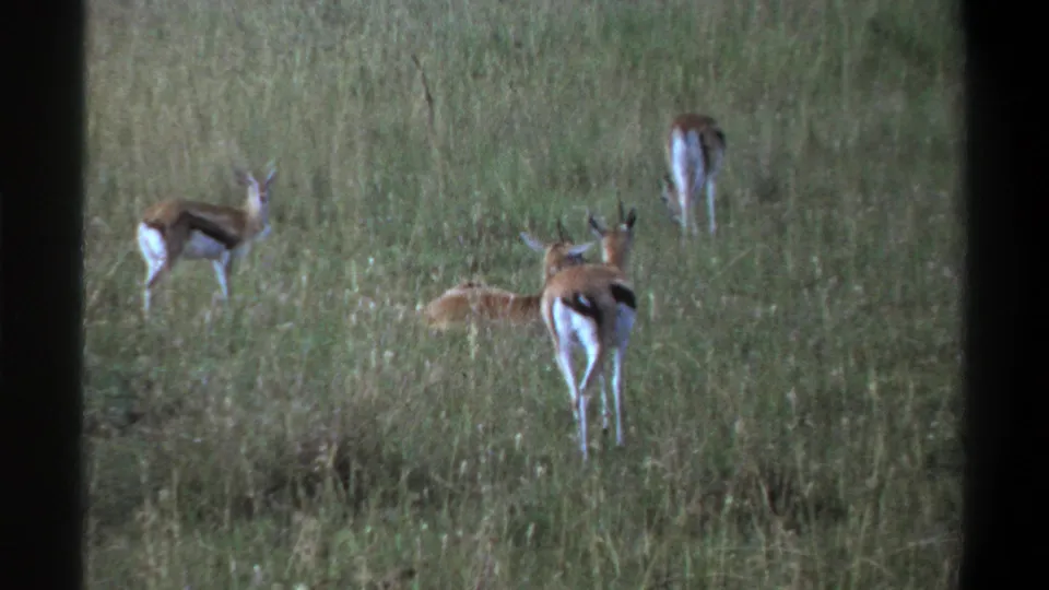 1969 Lagos, Nigeria 8mm frame with antelopes grazing in tall grass, including one nearer animal seen from behind.
