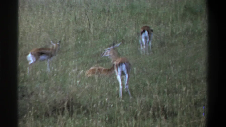 1969 Lagos, Nigeria 8mm frame showing antelopes in tall grass, including a blurred grazing animal and another standing farther back.