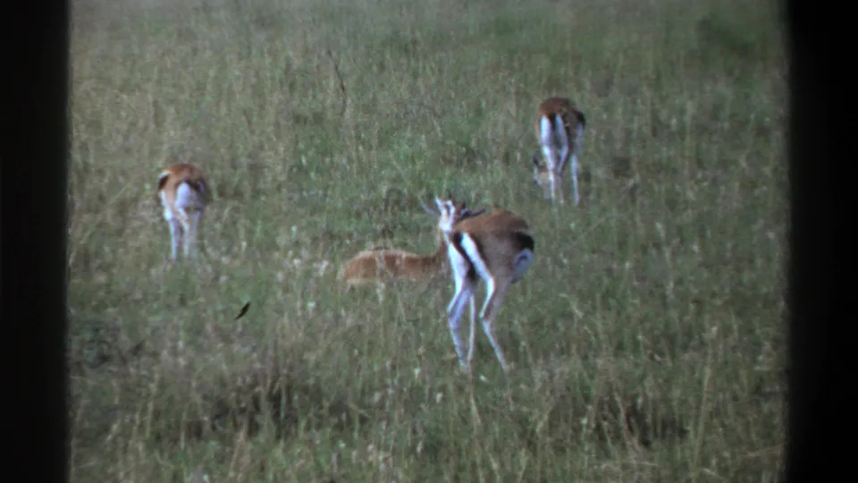 1969 Lagos, Nigeria 8mm frame with a prominent antelope on the right and other antelopes grazing farther back in grass.