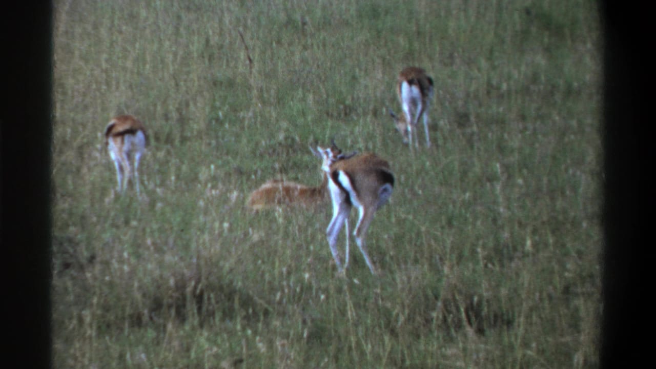 1969 Lagos-attributed 8mm frame showing small antelope-like animals grazing and resting in tall grass, with one foreground animal alert.