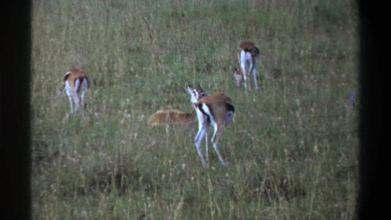 Lagos-attributed 1969 8mm frame with several antelope-like animals in a grassy field, including one standing alert in the foreground.
