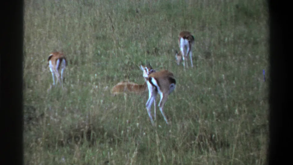 Lagos-attributed 1969 8mm frame with several antelope-like animals in a grassy field, including one standing alert in the foreground.