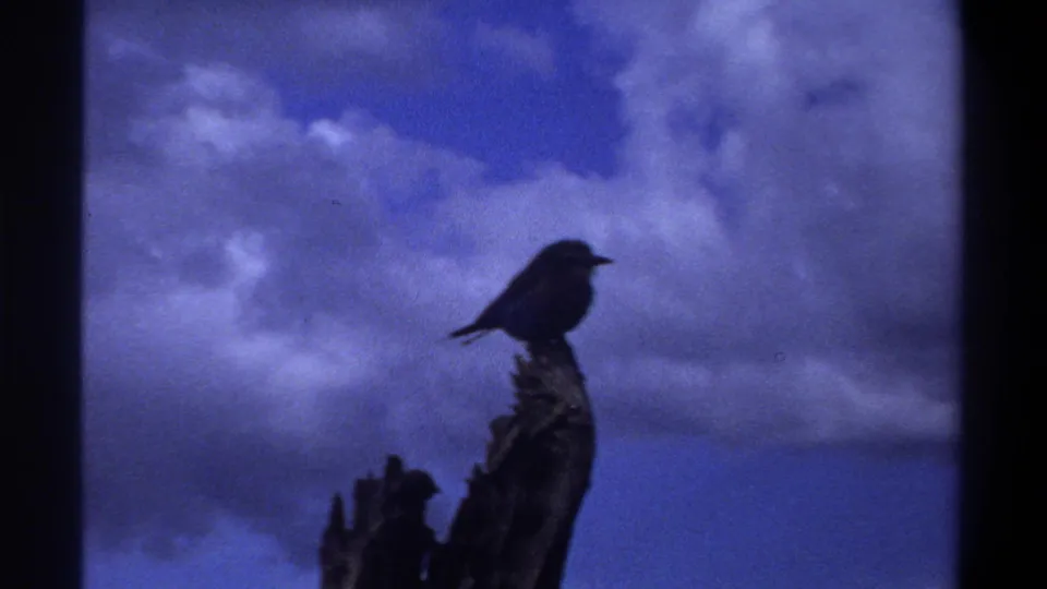 1969 Lagos-attributed 8mm frame showing a dark bird perched on a weathered stump beneath a blue-purple clouded sky.
