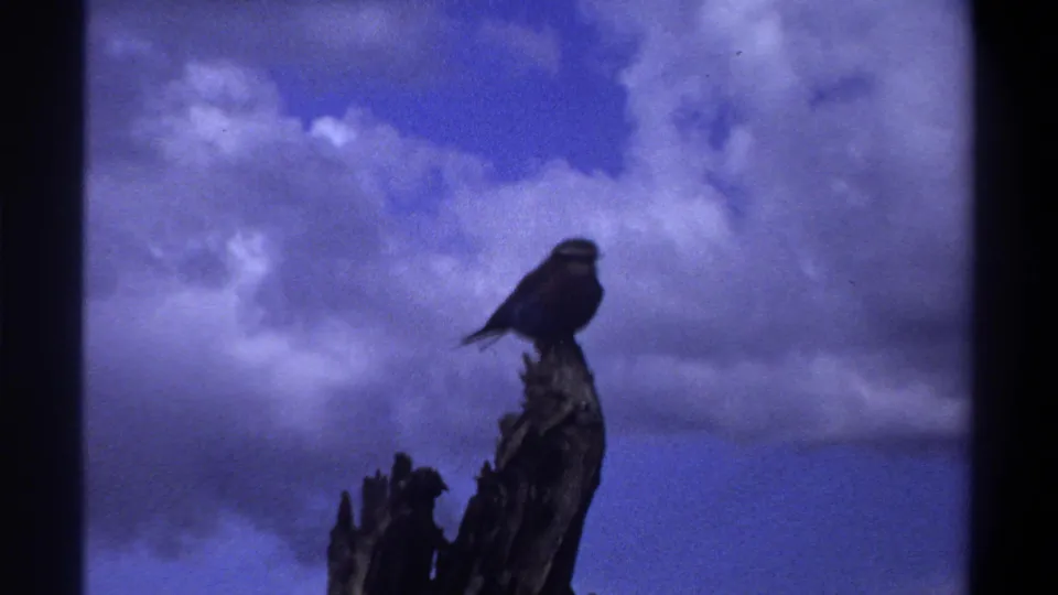 Lagos-attributed 1969 8mm frame of a perched bird silhouetted on a stump against a moody blue-purple sky.