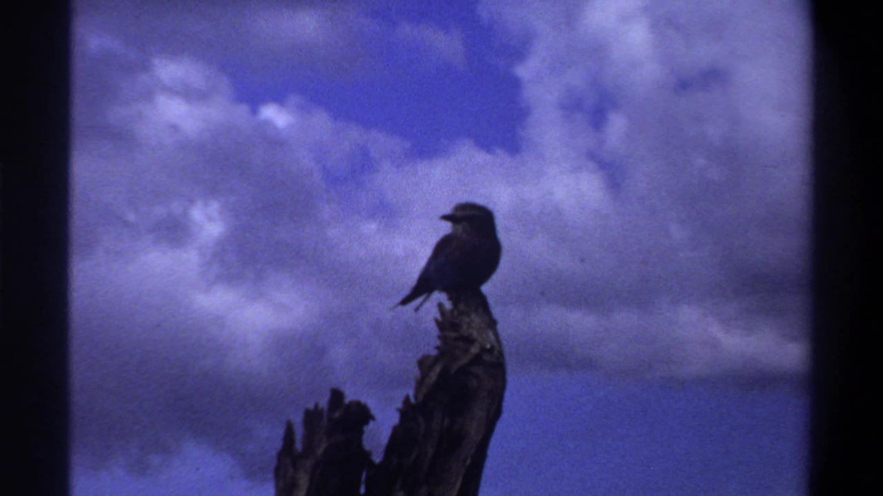 1969 Lagos home-movie frame showing a small dark bird on a weathered stump against a blue-purple cloudy sky.