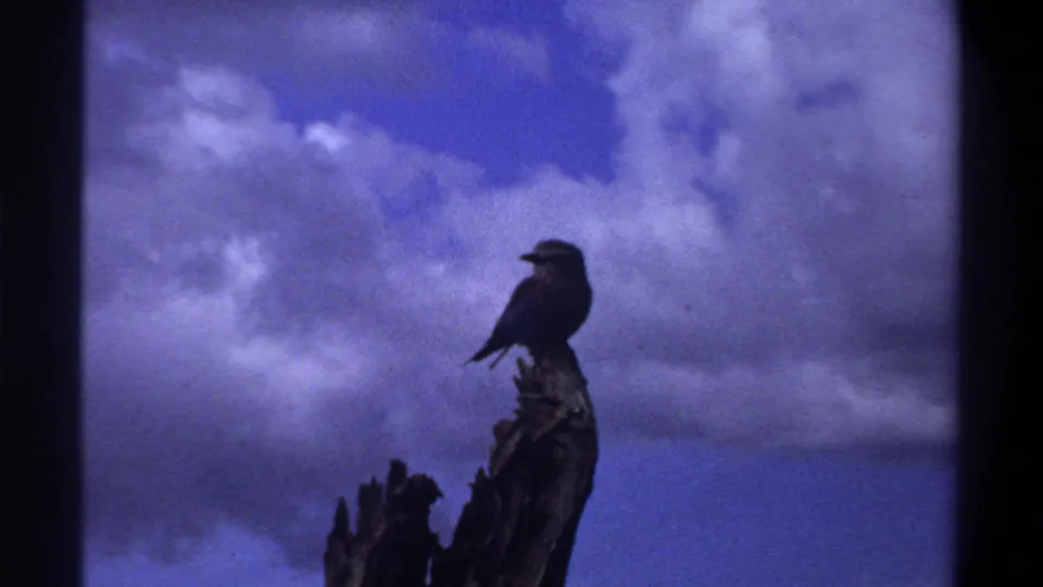1969 Lagos home-movie frame showing a small dark bird on a weathered stump against a blue-purple cloudy sky.