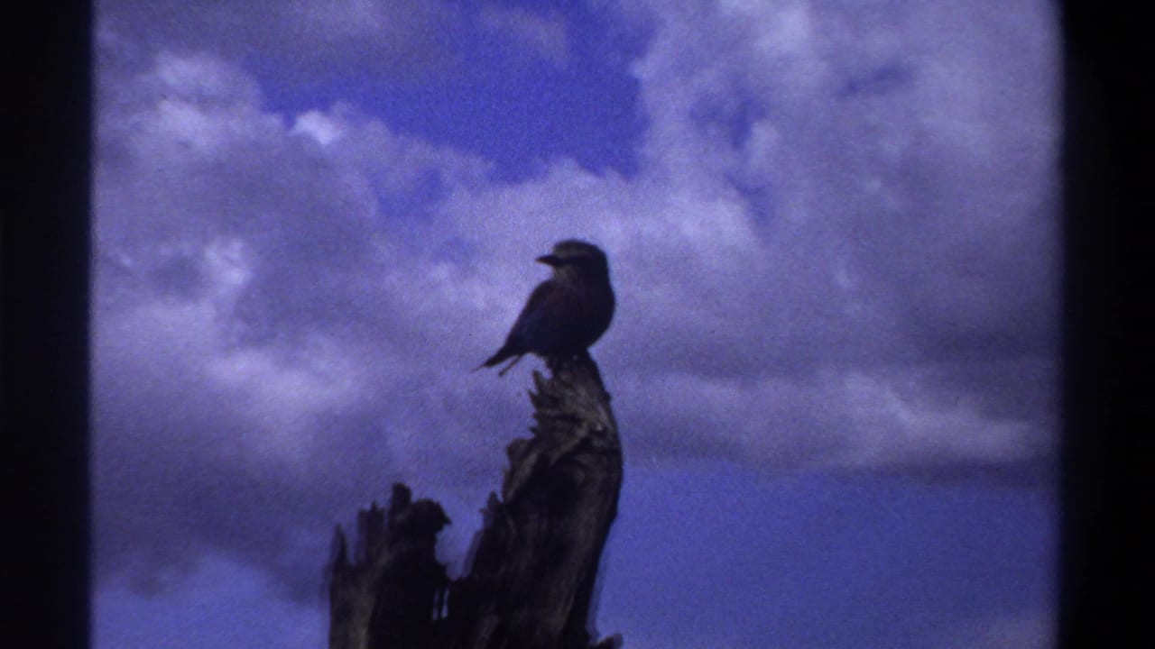 Small bird perched in profile on a jagged stump, filmed in Lagos in 1969 against dramatic clouds and blue sky.