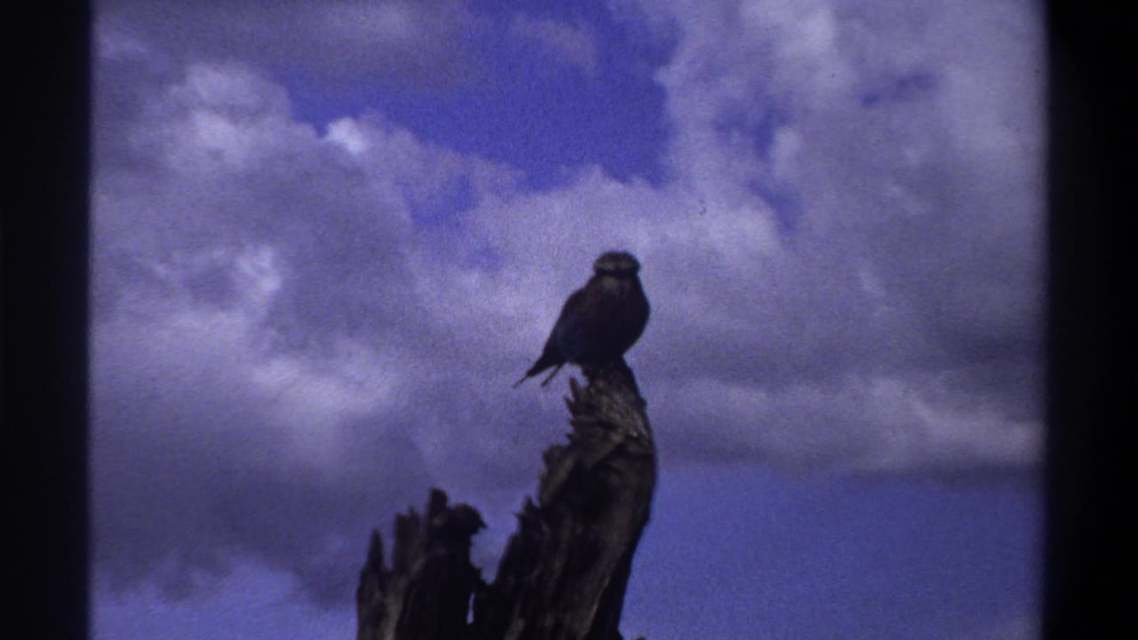 1969 Lagos home-movie frame showing a small dark bird on a weathered tree trunk beneath a cloudy, blue-purple sky.