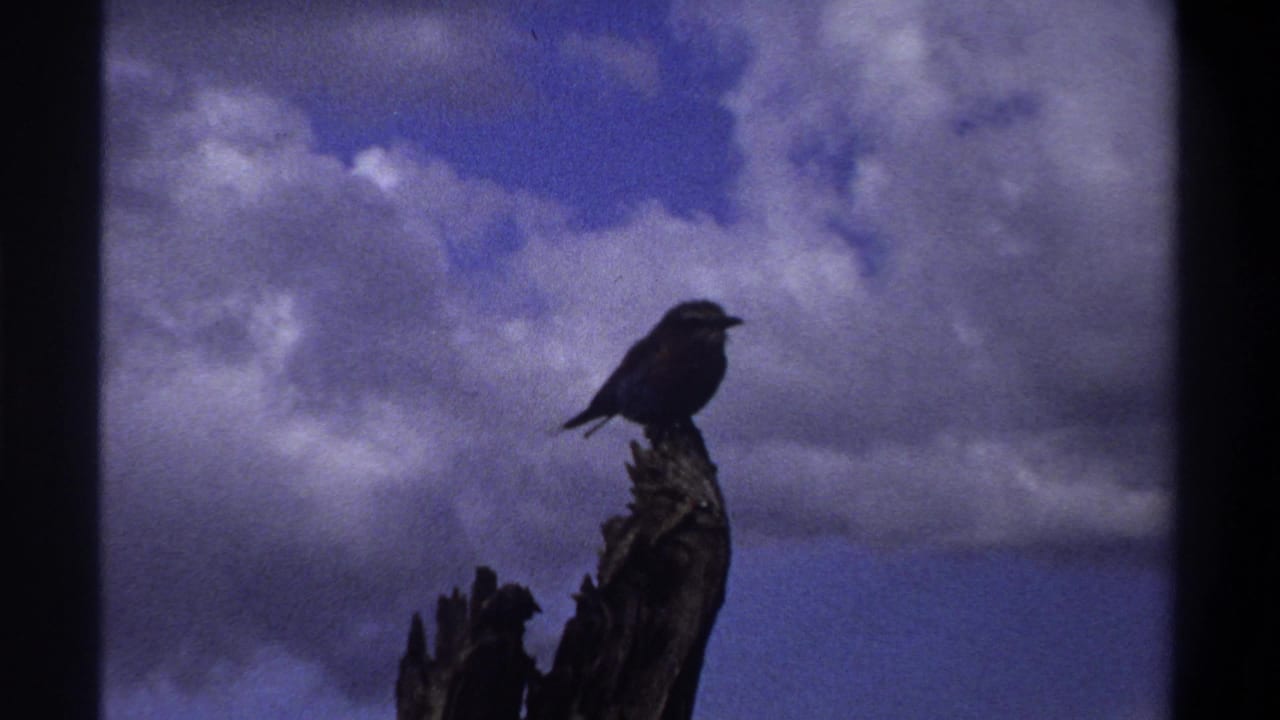 A small bird appears in profile atop a jagged tree stump in 1969 Lagos footage, with heavy clouds and aged-film color shift.