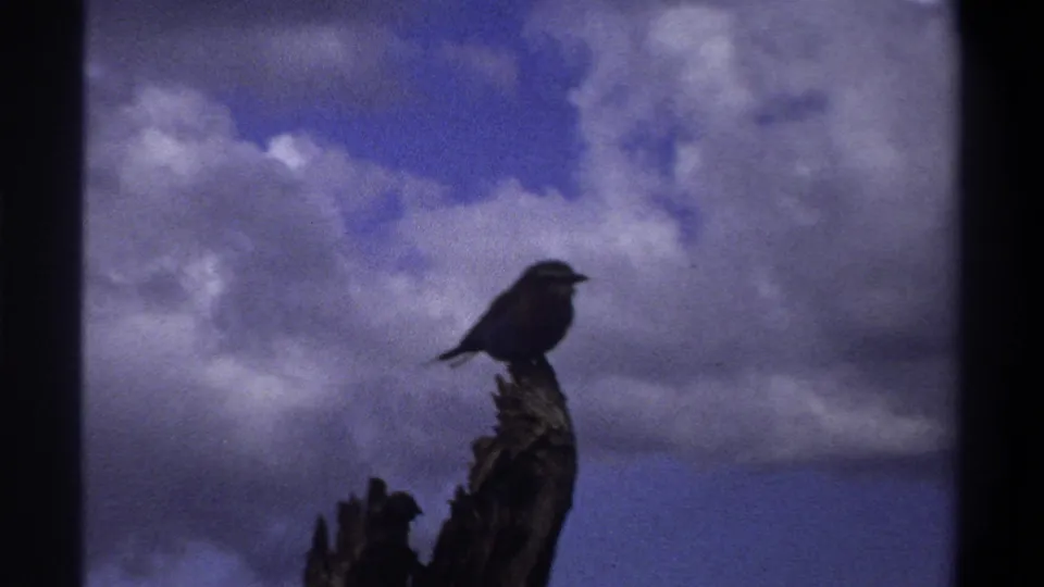 The 1969 Lagos frame holds on a dark perched bird silhouetted against mottled clouds and blue-purple small-gauge film color.