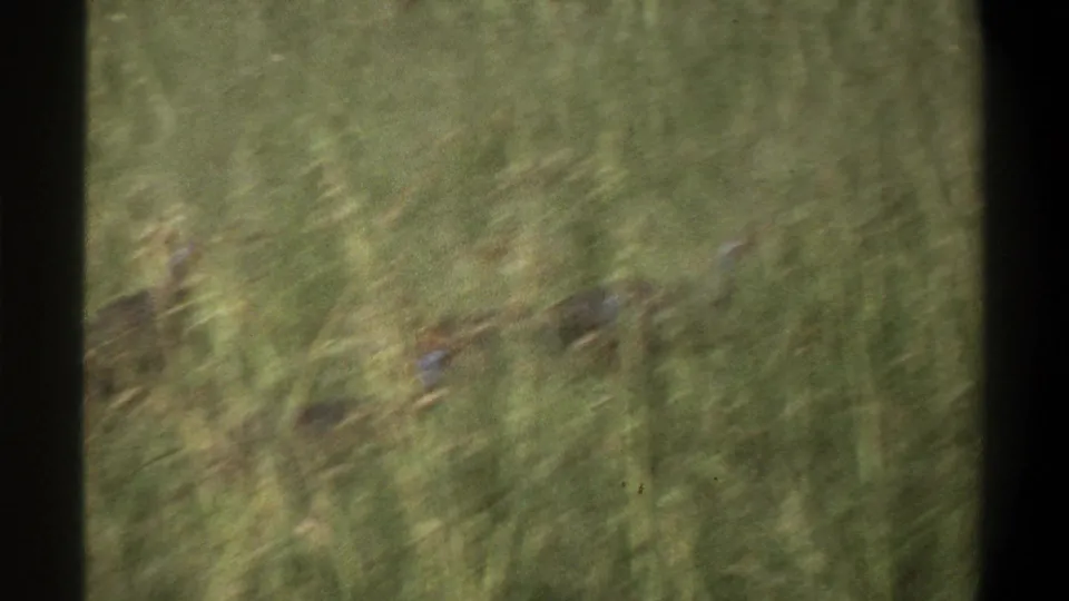1969 Lagos home-movie frame showing tall grass and a dark, partly obscured small animal shape low in the vegetation.