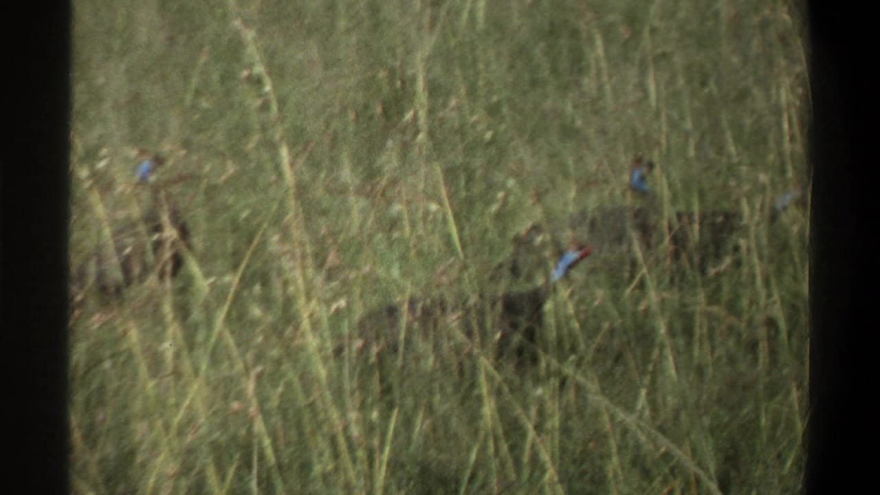 1969 Lagos 8mm frame showing large dark birds partly obscured by tall grass, with blue-toned necks visible through the vegetation.