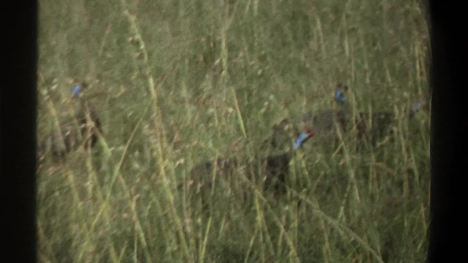 1969 Lagos 8mm frame showing large dark birds partly obscured by tall grass, with blue-toned necks visible through the vegetation.