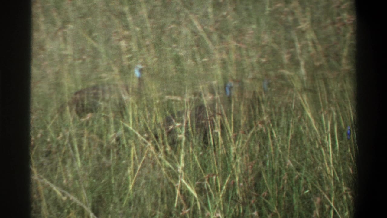 Tall grass with a partially visible dark bird low in the frame.