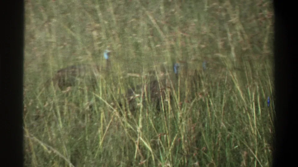 1969 Lagos 8mm frame with a dark bird partly visible behind dense grass, filmed from a distant home-movie perspective.