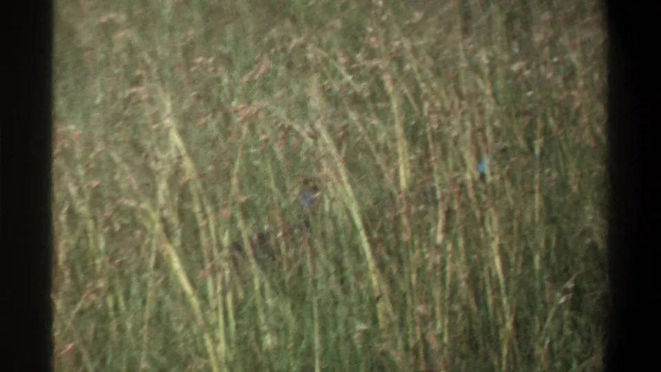 1969 Lagos wildlife frame showing dark birds with blue-toned necks moving through tall grass, softened by 8mm grain and focus.