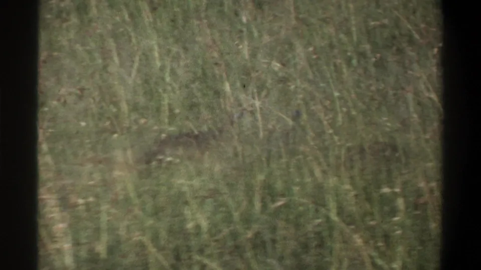 1969 Lagos 8mm frame with a dark bird form partly obscured in tall grass, seen through muted color and soft focus.