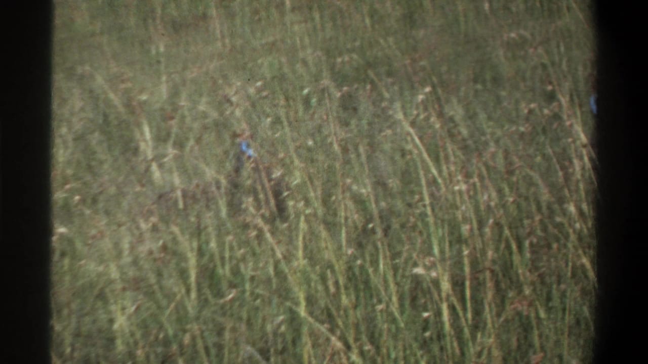 1969 Lagos home-movie frame showing tall grass with a small guinea fowl-like bird partly obscured near the left side.